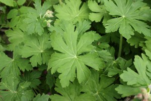 geranium macrorrhizum (2) (1200 x 800).jpg_product